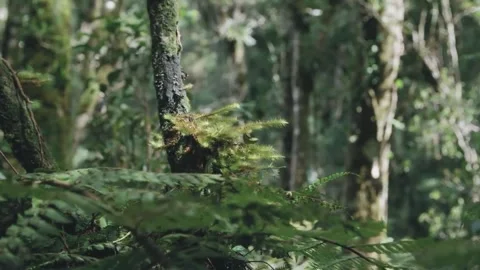 Beautiful forest and River Video stock 214131316