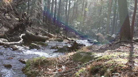 Beautiful Forest and Stream of Drinkable Water Stock Footage 40711925