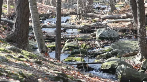 Beautiful Forest and Stream Stock Footage 40711937