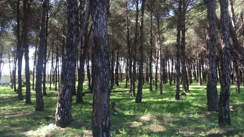 Beautiful forest in annaba algeria Stock Footage 152811338