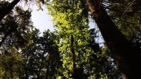 A beautiful forest in Austria Stock-Footage 157850722