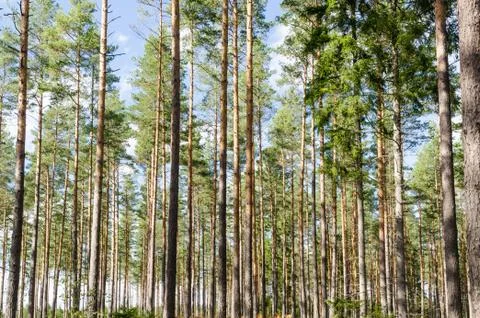 Beautiful forest background image Stock Photos