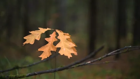 Beautiful forest background pathway illuminated by natural light Stock Footage 289405948