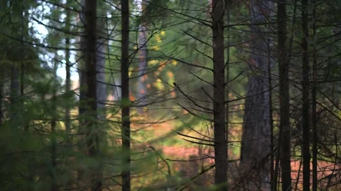 Beautiful forest background pathway illuminated by natural light Stock Footage 289405962