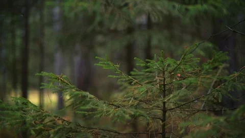 Beautiful forest background pathway illuminated by natural light Stock Footage 289405991