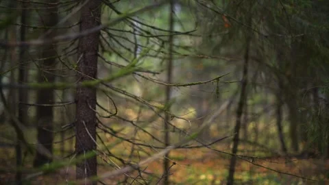 Beautiful forest background pathway illuminated by natural light Stock Footage 289406001