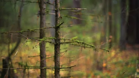 Beautiful forest background pathway illuminated by natural light Stock Footage 289406010