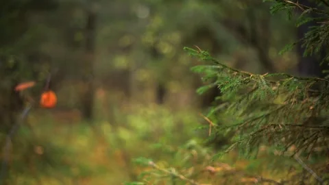 Beautiful forest background pathway illuminated by natural light Stock Footage 289406033