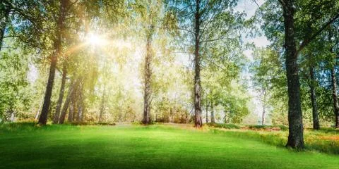 Beautiful forest background Stock Photos