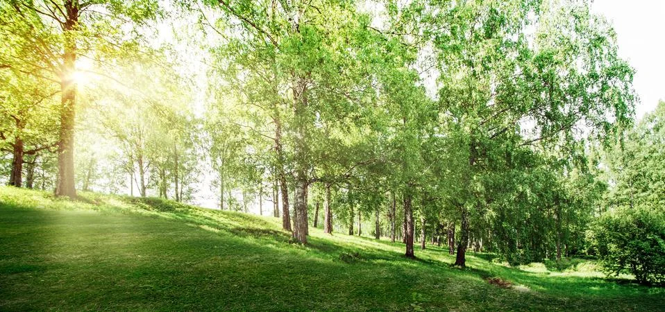 Beautiful forest background Stock Photos