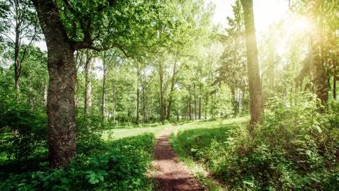 Beautiful forest background Stockfoto's