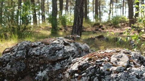 Beautiful forest background with sun rays. Natural scene. The stones are co.. Stock Footage 260792326