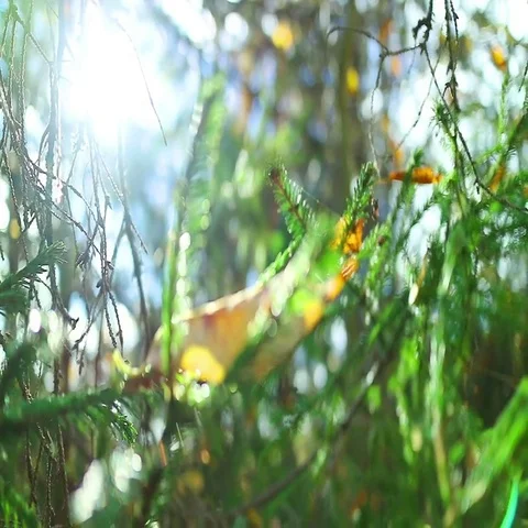 Beautiful forest background with sunlight, tree branches and cobwebs.  Stock Footage 69513713