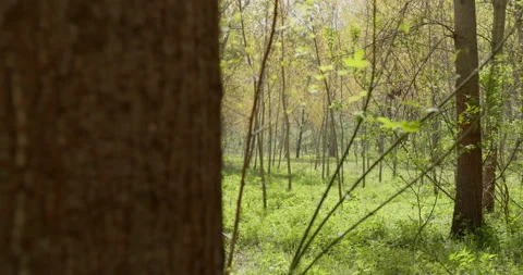 Beautiful forest behind large tree trunk Stock Footage 253113957