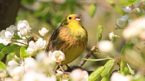 Beautiful forest bird sings in spring white flowers Stock Footage 87085291