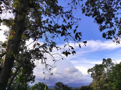 Beautiful forest with blue sky in background Stock Photos