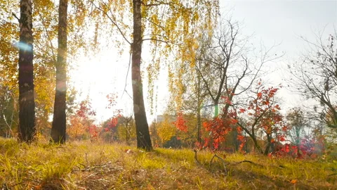 Beautiful forest with bright rays of the sun. Yellow and red leaves on the trees Stock Footage 120420530