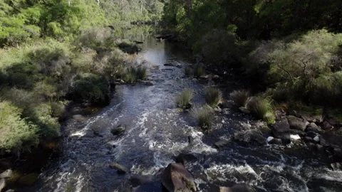 Beautiful forest bush outback tracking aerial view with river waterfall rapids Stock Footage 154125819