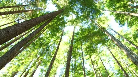 Beautiful Forest Camera Spin Video stock 10771142