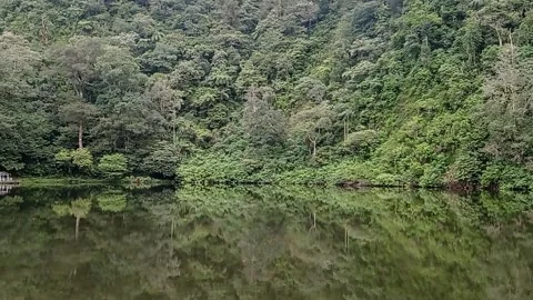 A beautiful forest in the city Stock Footage 150215475