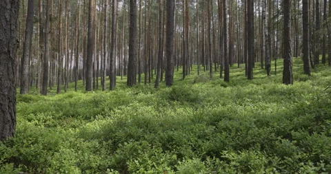 A beautiful forest corner, 4K Stock Footage 244322275