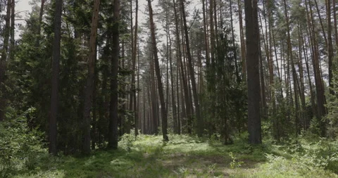 A beautiful forest corner, spring 4K Stock Footage 244328991
