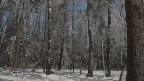 Beautiful forest covered with snow Stock Footage 171664407