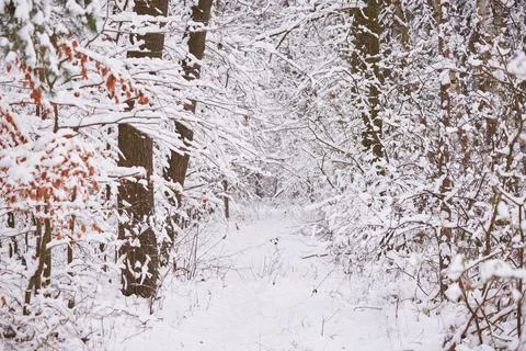 Beautiful forest covered with snow. Path in the snowy forest Stock Photos