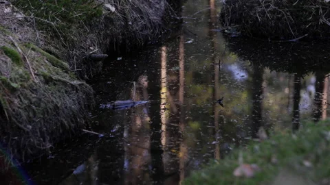 Beautiful forest creek Stock Footage 143556774
