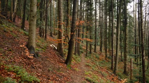 Beautiful forest during calm rain at spring or autumn time Stock Footage 326100042