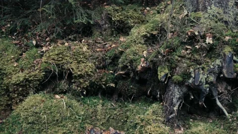 Beautiful forest during the day. Stock-Footage 231403898