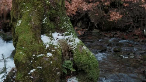 Beautiful forest during the day. Stock-Footage 232534256