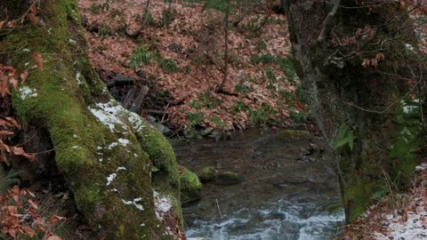 Beautiful forest during the day. 스톡 동영상 237316042