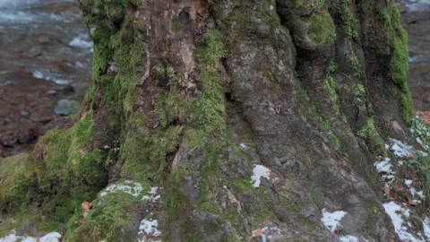 Beautiful forest during the day. Video stock 243749262