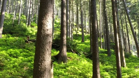 Beautiful Forest environment. Video stock 148049341