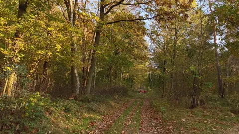 Beautiful forest with fall colors at a trail Stock Footage 219435984