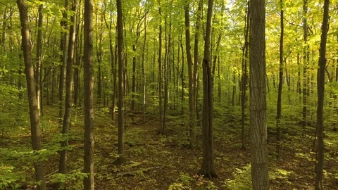 Beautiful forest in fall seen by drone flying slowly forward and downward Stock Footage 119194039