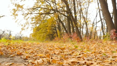 Beautiful forest in the fall. Subjective camera moves forward. Slow motion Stock Footage 101804267