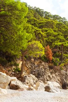 A beautiful forest featuring trees, rocks, and a hillside view Stock Photos