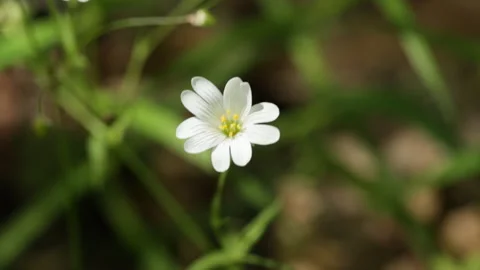 Beautiful forest flower Stock Footage 145407222