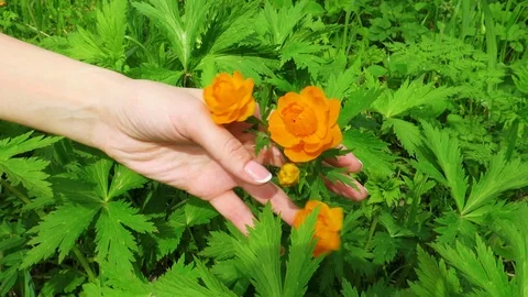 Beautiful forest flowers Stock Footage 108607411