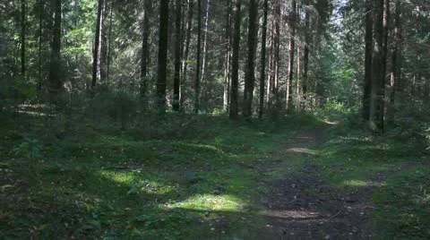 Beautiful forest Stock Footage 12044751