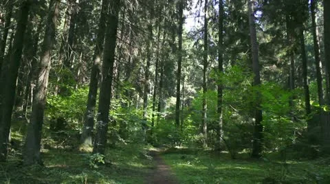 Beautiful forest Stock-Footage 12045592