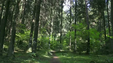 Beautiful forest Stock Footage 12046241
