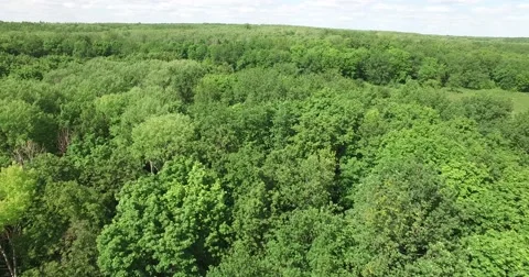 Beautiful forest Stock Footage 68218932