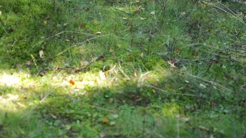 Beautiful forest Video stock 84797882