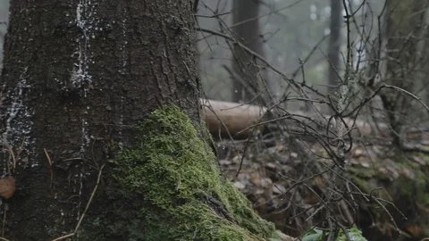 Beautiful forest Stock Footage