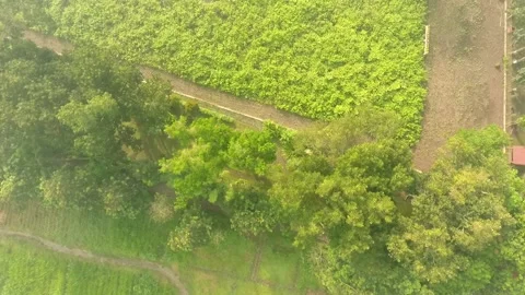 Beautiful Forest Stock Footage 193908664