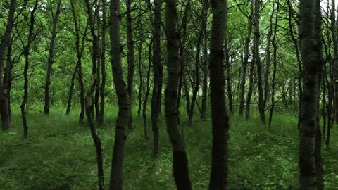 Beautiful forest Stock Footage 194164775