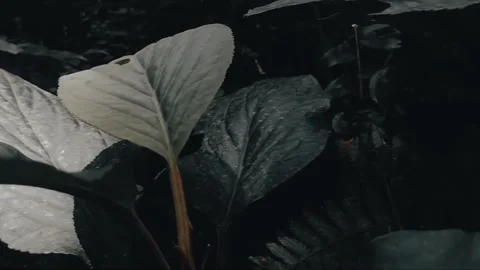 Beautiful Forest Stock Footage 244028520